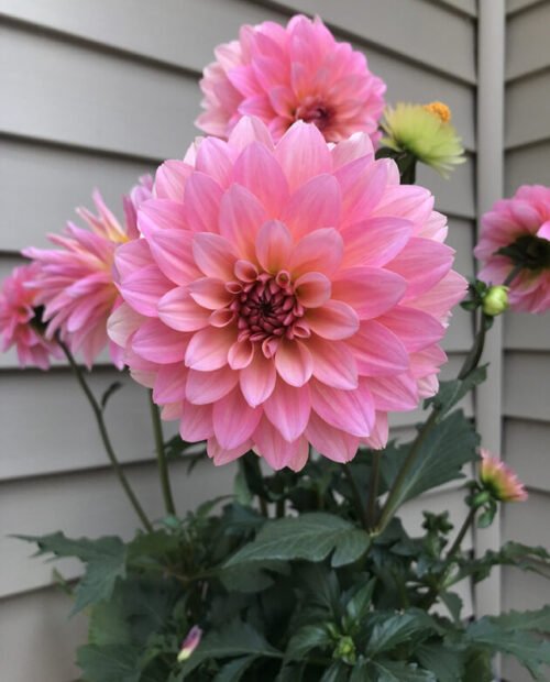 You Don’t Need a Green Thumb, Just the Right Plants