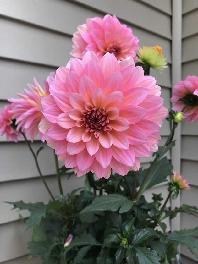 low-maintenance garden